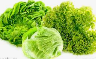 LECHUGA